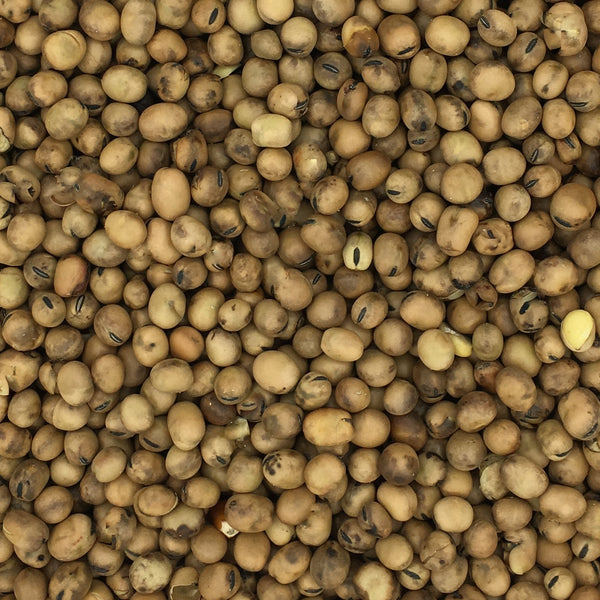 Maris Bead Tic Beans 2022 Crop 20kg